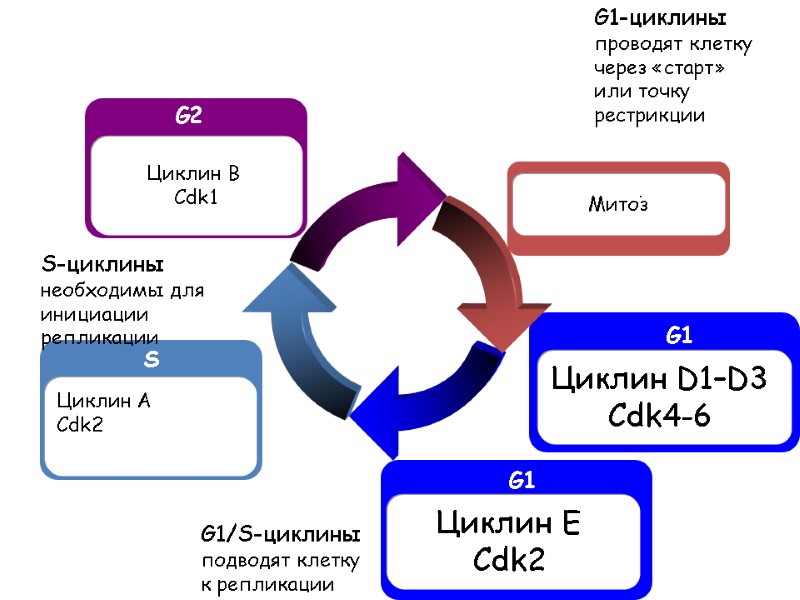 S Циклин А  Cdk2   Циклин В  Cdk1 G2  Циклин